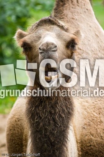 Kamel (41 von 108).jpg